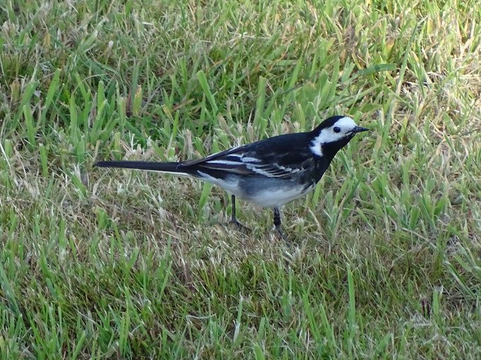 Pied Wagtail (photo by Steve Self)