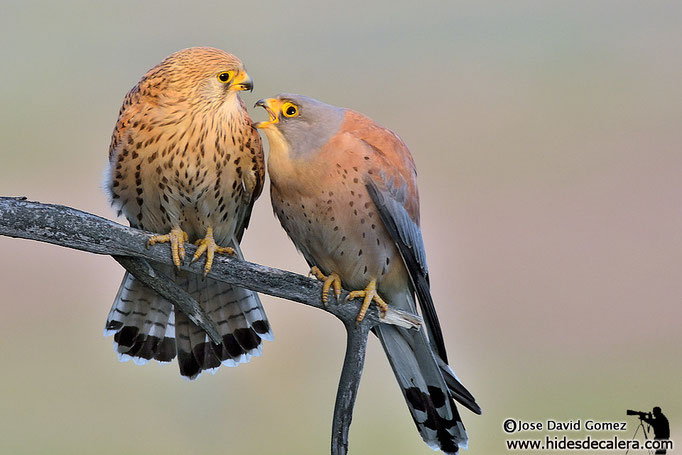 Pair lesser kestrel