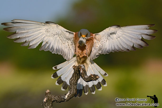 Lesser kestrel landing 