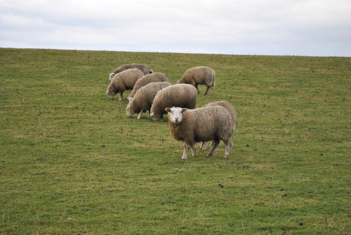 Schafe auf dem Deich Frühjahr 2011