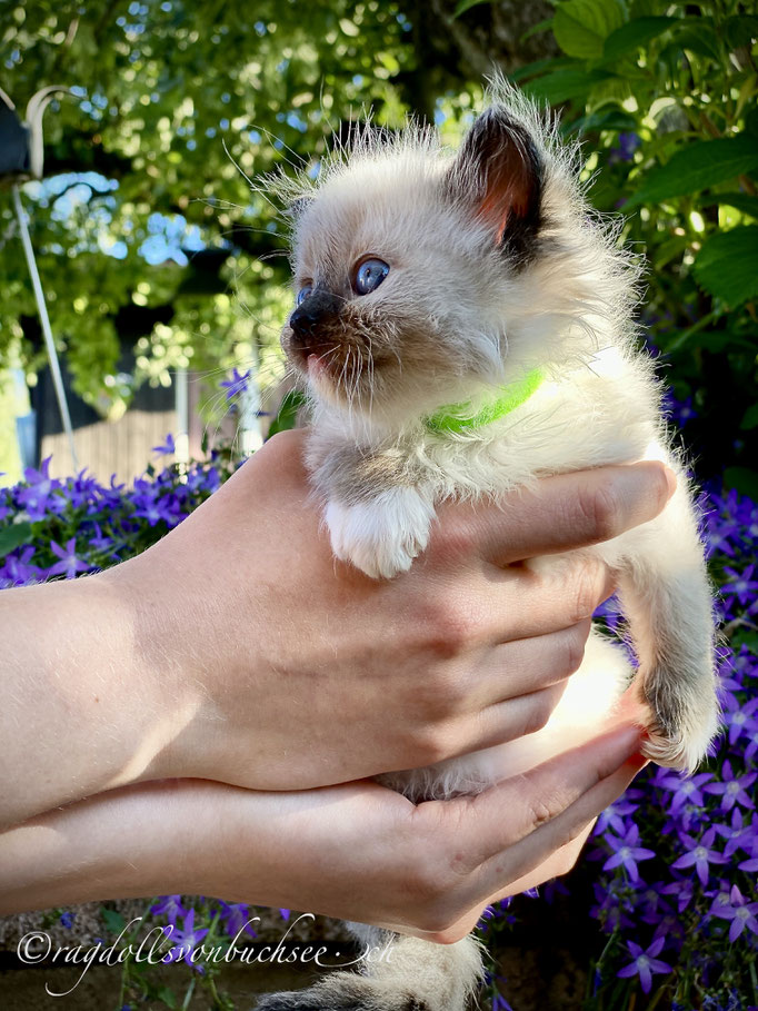 Baby grün / Greta Garbo