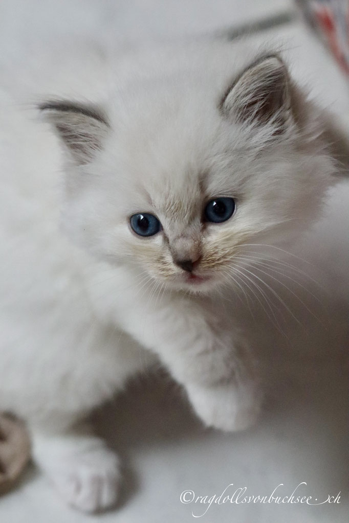 Baby gelb