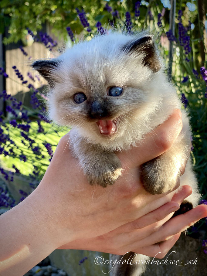 Baby weiss