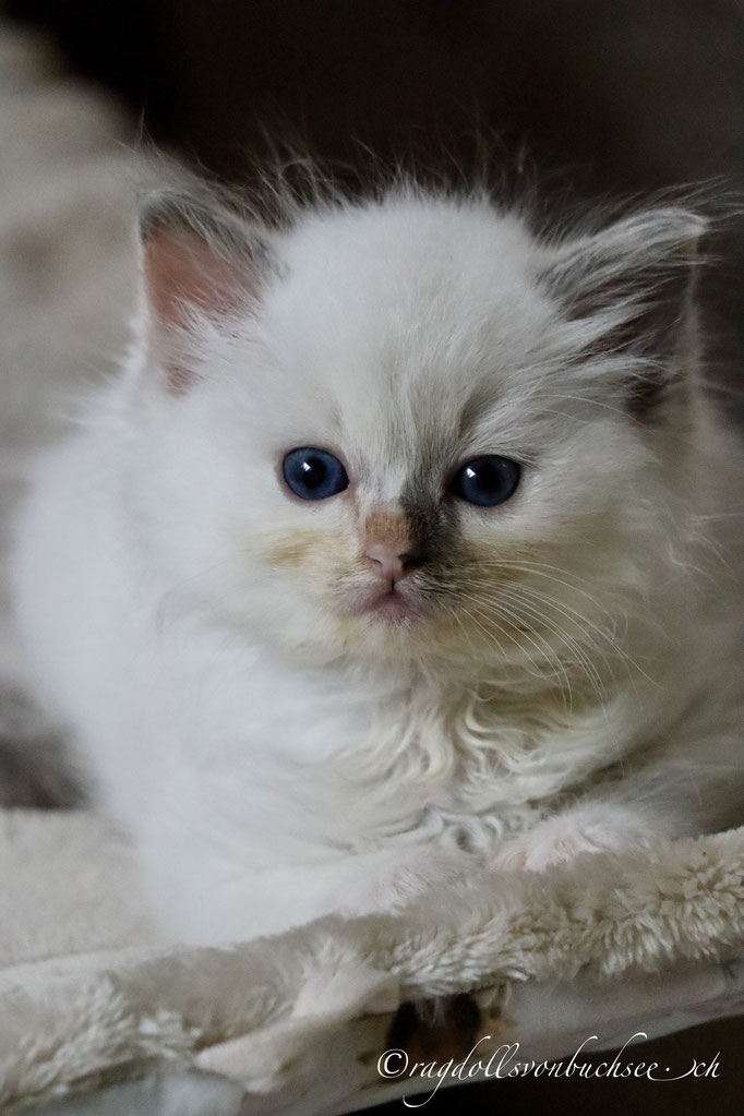 Baby weiss