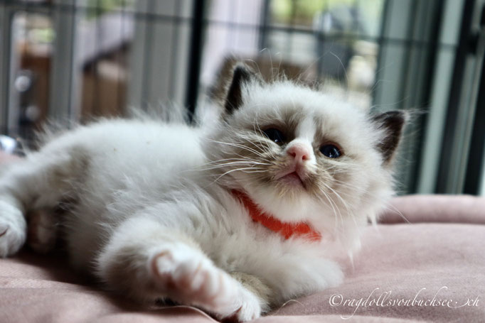 Baby orange