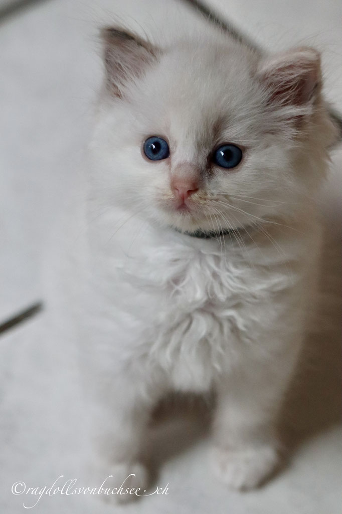 Baby schwarz