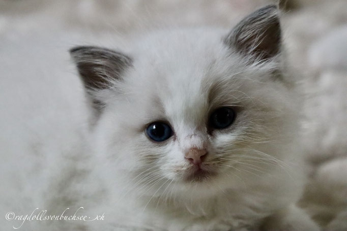 Baby orange