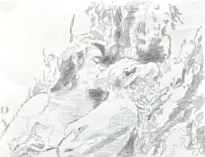 Kiss (tree), 2022, 50 x 65 cm, Graphite on paper