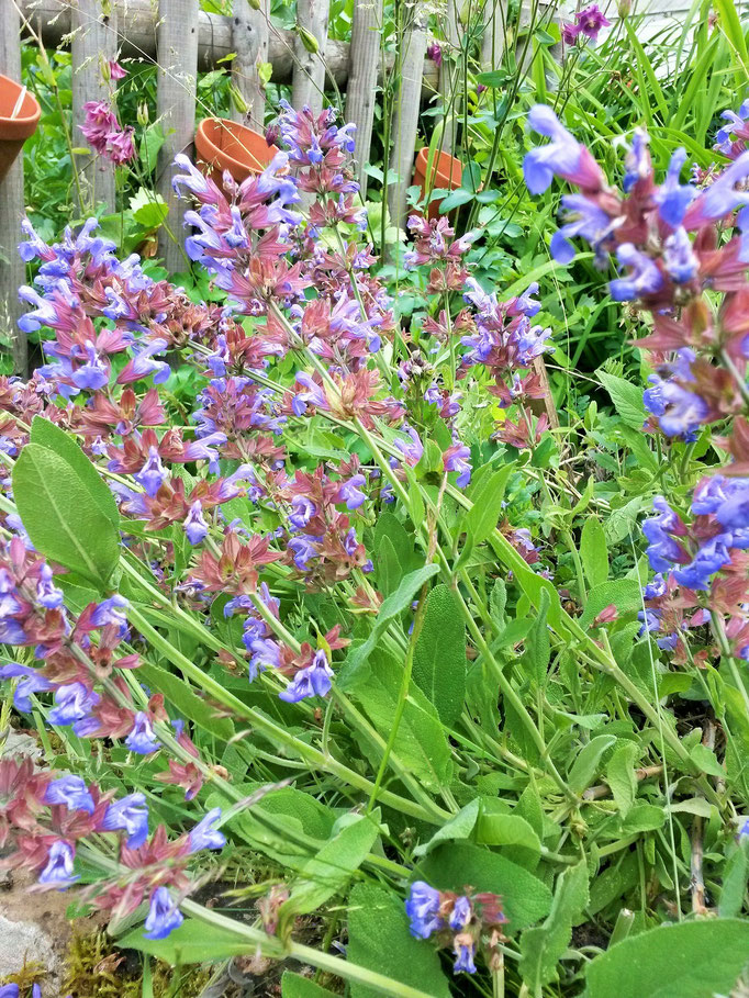 Salbei in der Blüte