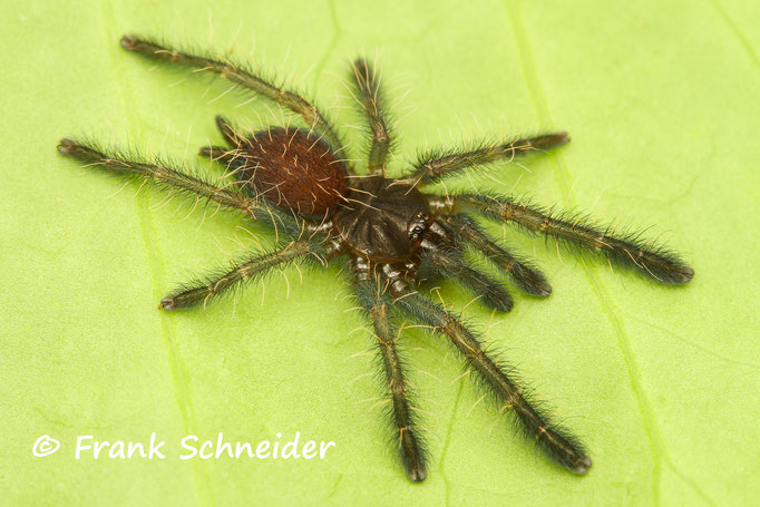 Phormingochilus sp. "rufus" Spiderling
