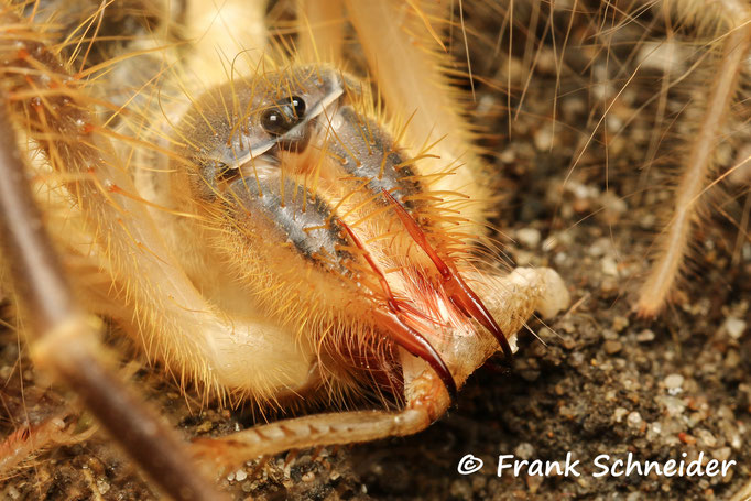 Solifugae sp. Kaukasus