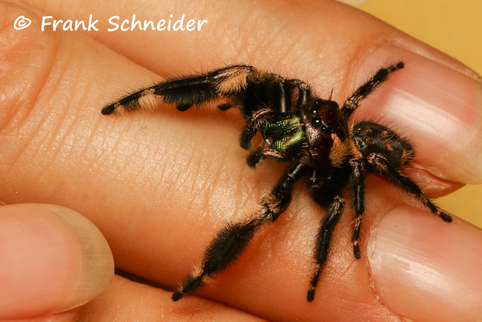 Phidippus sp. USA