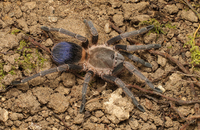 0.1 Pseudhapalopus sp. blue