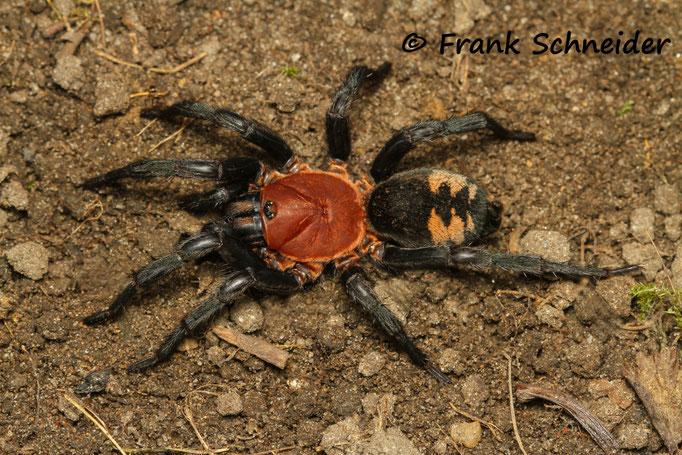 0.1 Diplura sp. Peru