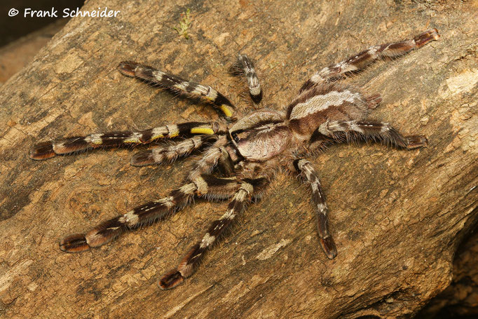 0.1 Poecilotheria regalis