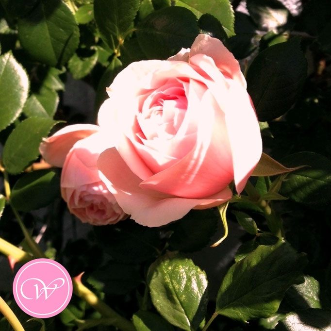 Rose Nahéma (Kletterrose - Alter: 2 Jahre)