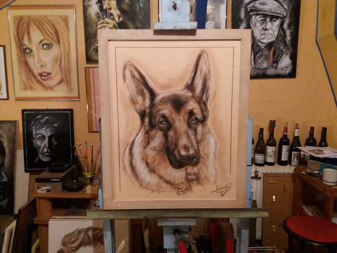 Portrait-animalier-chien-berger-allemand