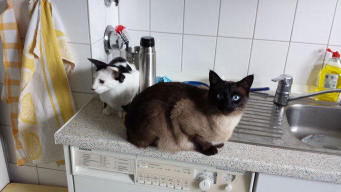 Sammy und Humpty, Beratung wg. Zweitkatze