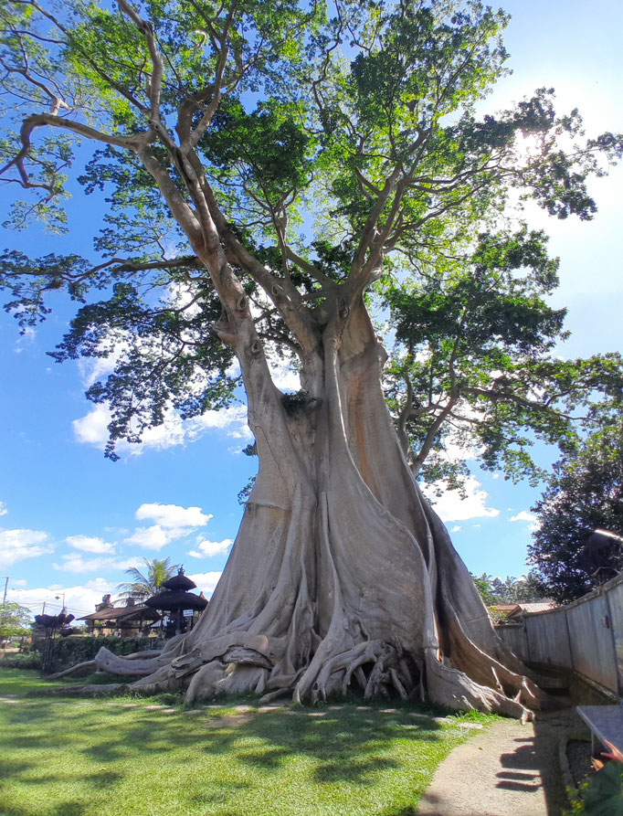 ASIAN TREE