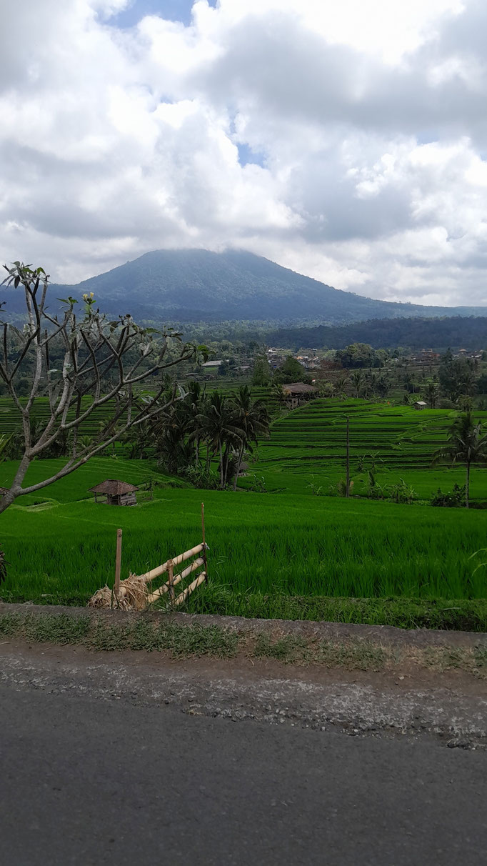 JATILUWIH RICE TERACCE