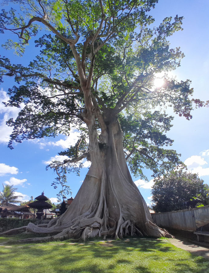 ASIAN TREE