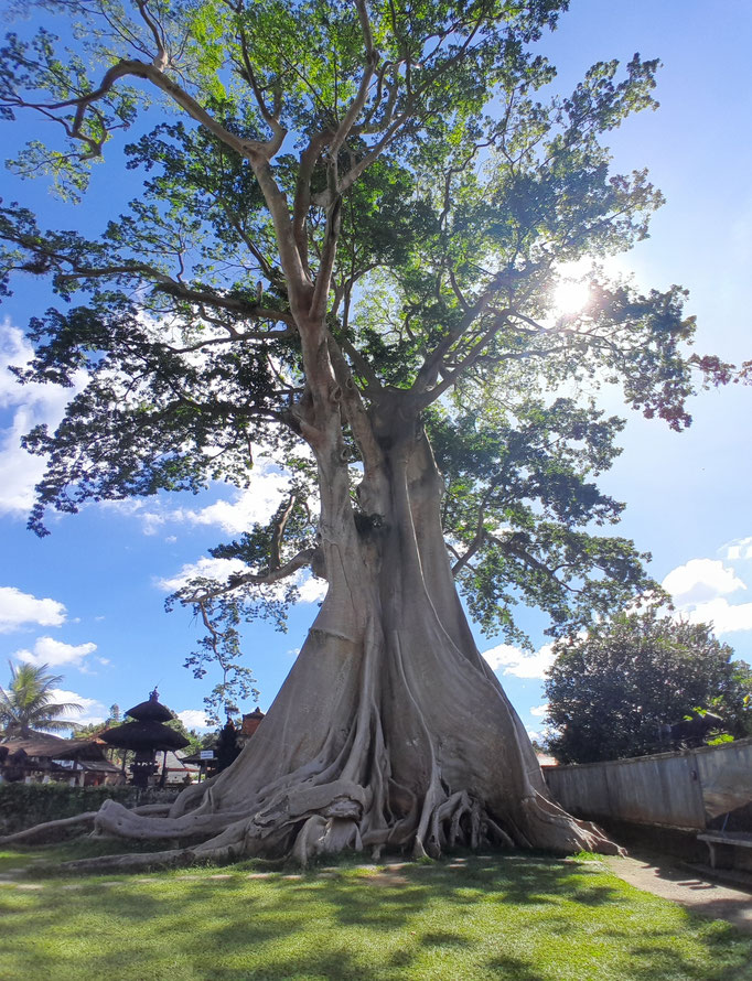 ASIAN TREE