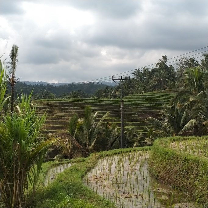 JATILUWIH RICE TERACCE