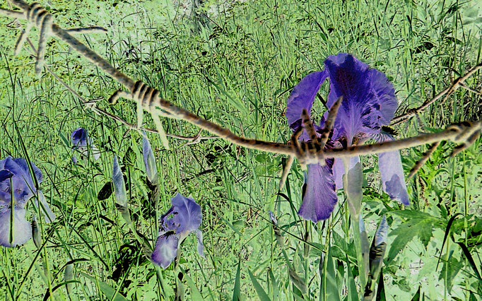Stacheldraht Blume + fiore al filo spinato + barbed wire flower