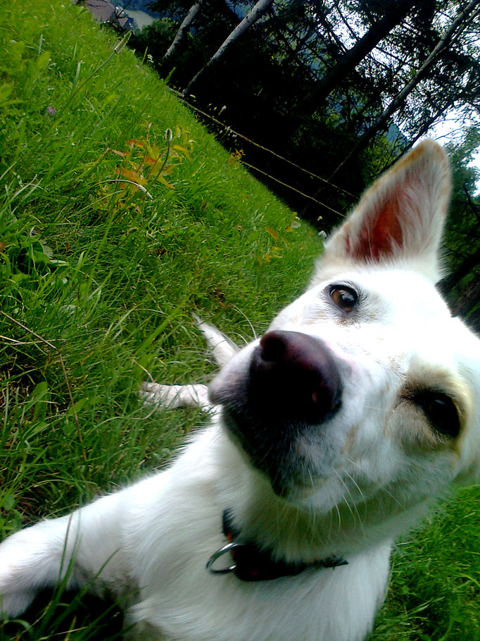 Greta il cane bunker + the bunker dog + der Bunkerhund