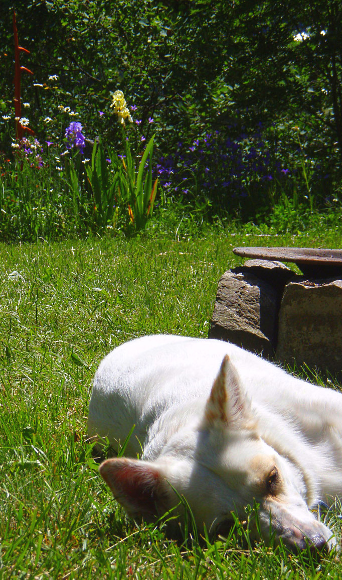 acanze estate Trentino Alto Adige con cane - Sommer Urlaub Südtirol mit Hund - sweet dog Greta summer vacancy south tyrol