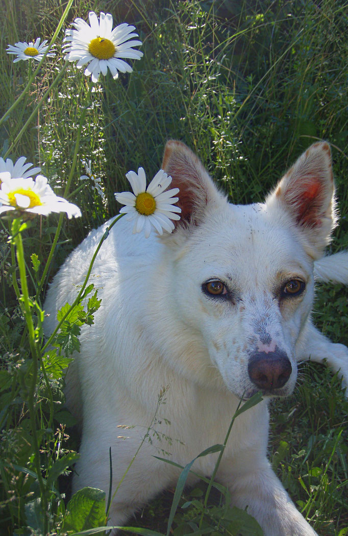 Greta flower power - Margariten - margherite - margarite