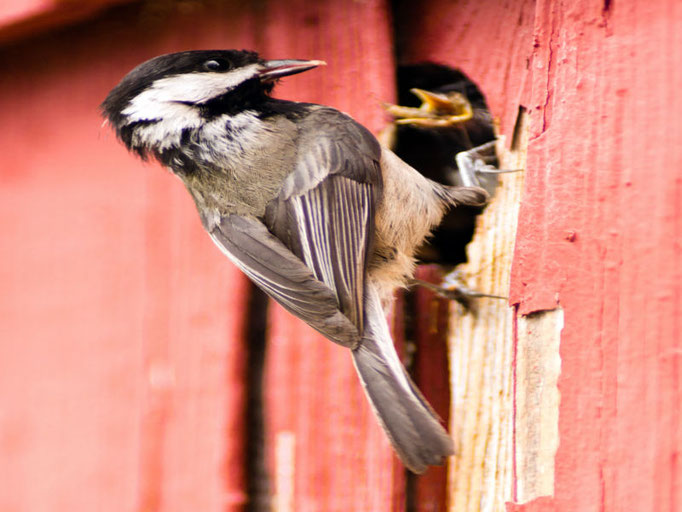  Ein Vogel der sein Nest in einer Holzfassade gefunden hat. 