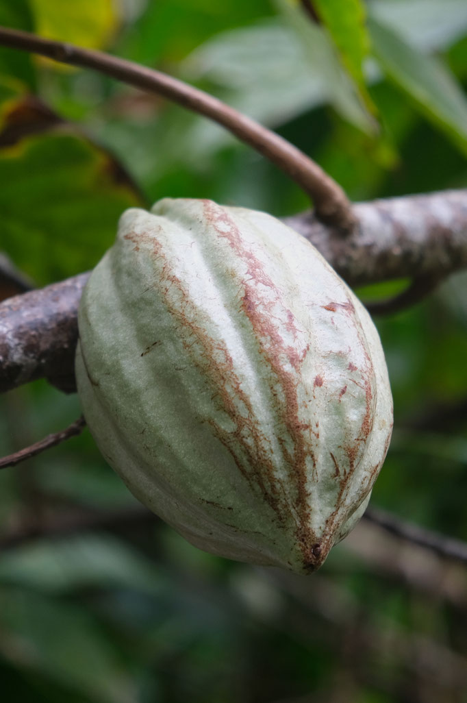 Cacaoyer au Jardin des Parfums et des Epices à Saint-Philippe, La Réunion