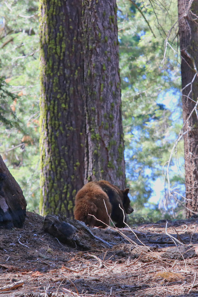 Ours noir dans le Sequoia NP, Californie
