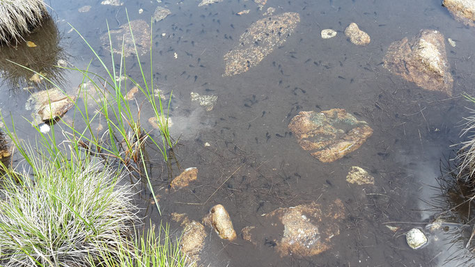 Kaulquappen in einem Teich