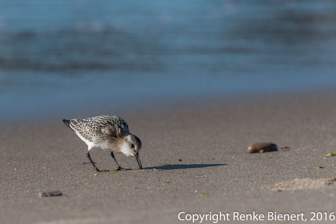 Strandläufer