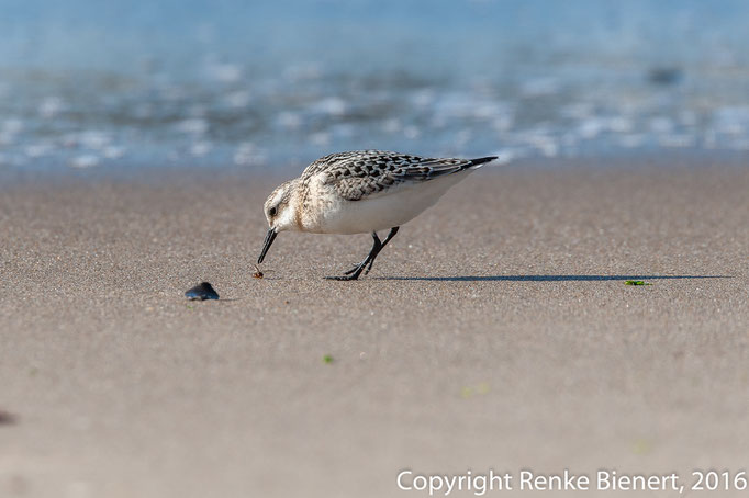 Strandläufer