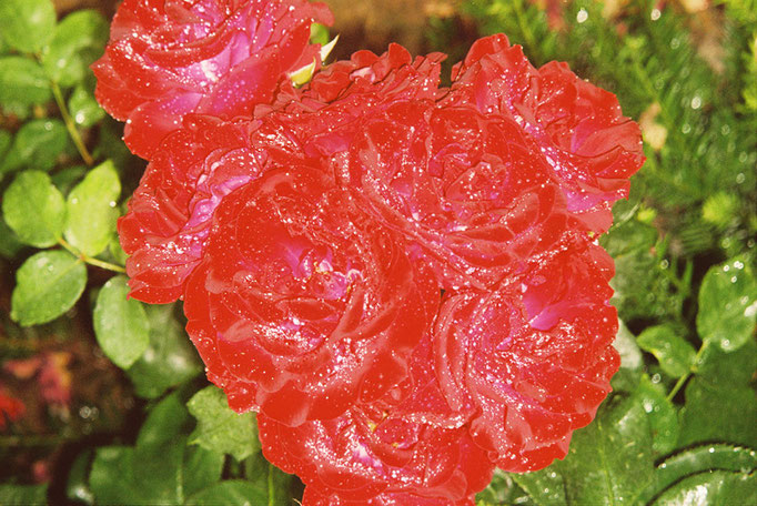 Rosen (01 )