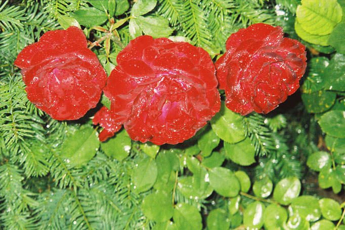 Rosen (03)
