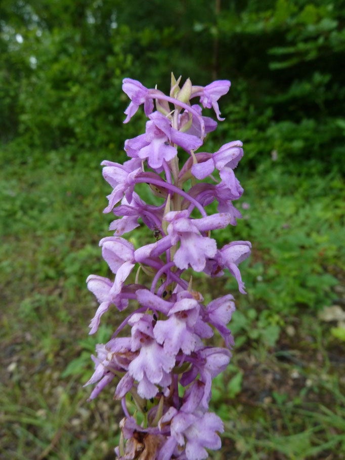 Gymnadenia conopsea - Grote muggenorchis