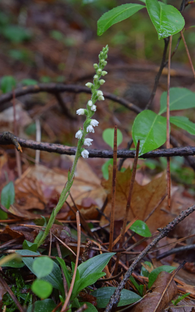 Goodyera repens - Dennenorchis