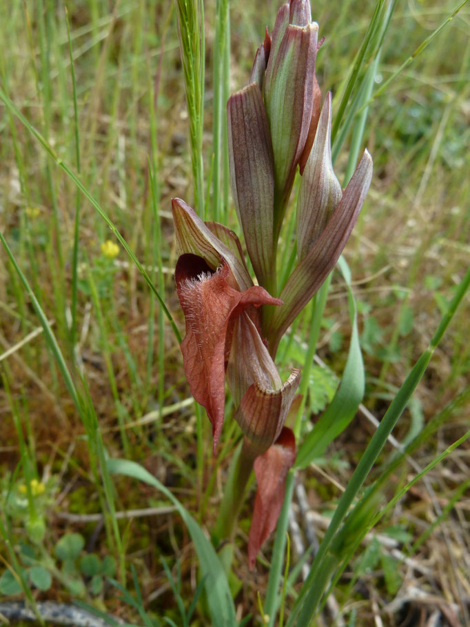 Serapias cordigera - Brede tongorchis