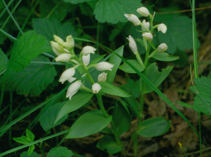 Cephalanthera damasonium - Bleek bosvogeltje