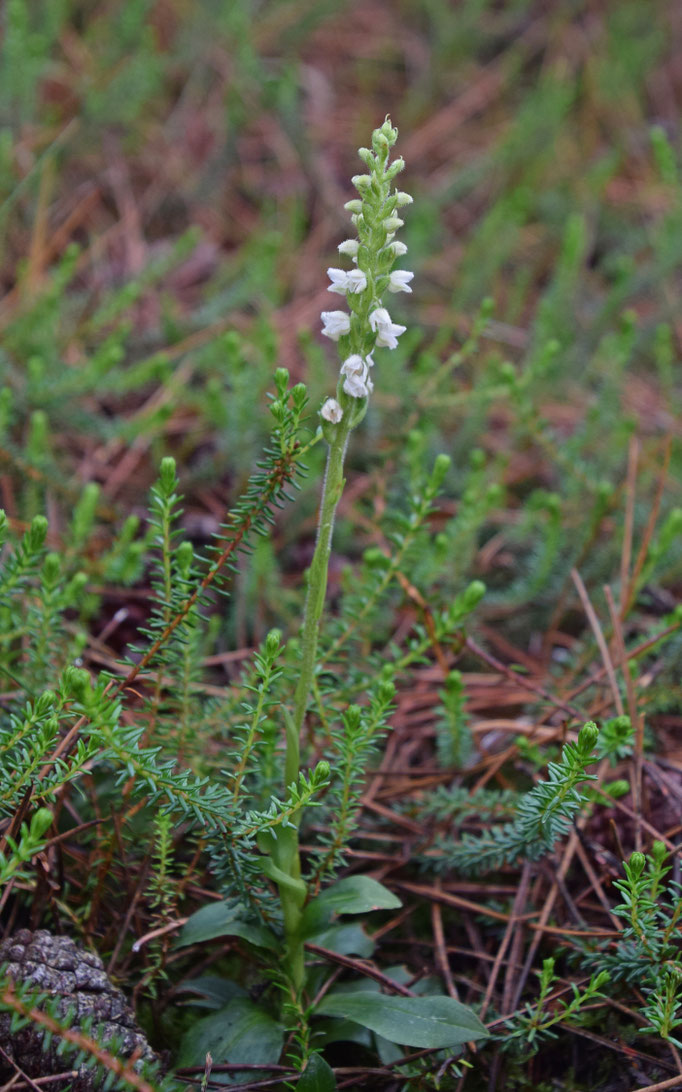 Goodyera repens - Dennenorchis
