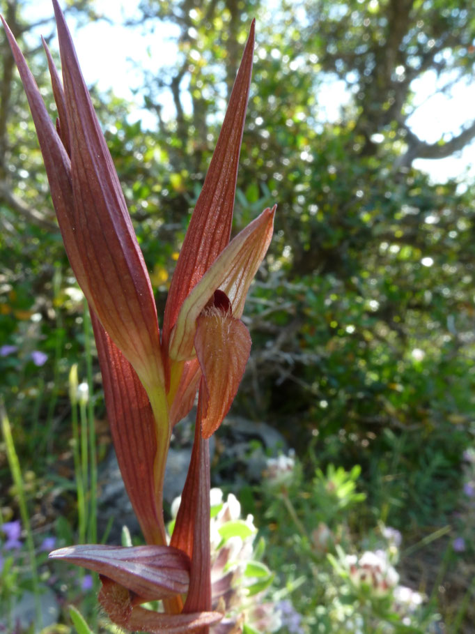 Serapias cordigera - Brede tongorchis
