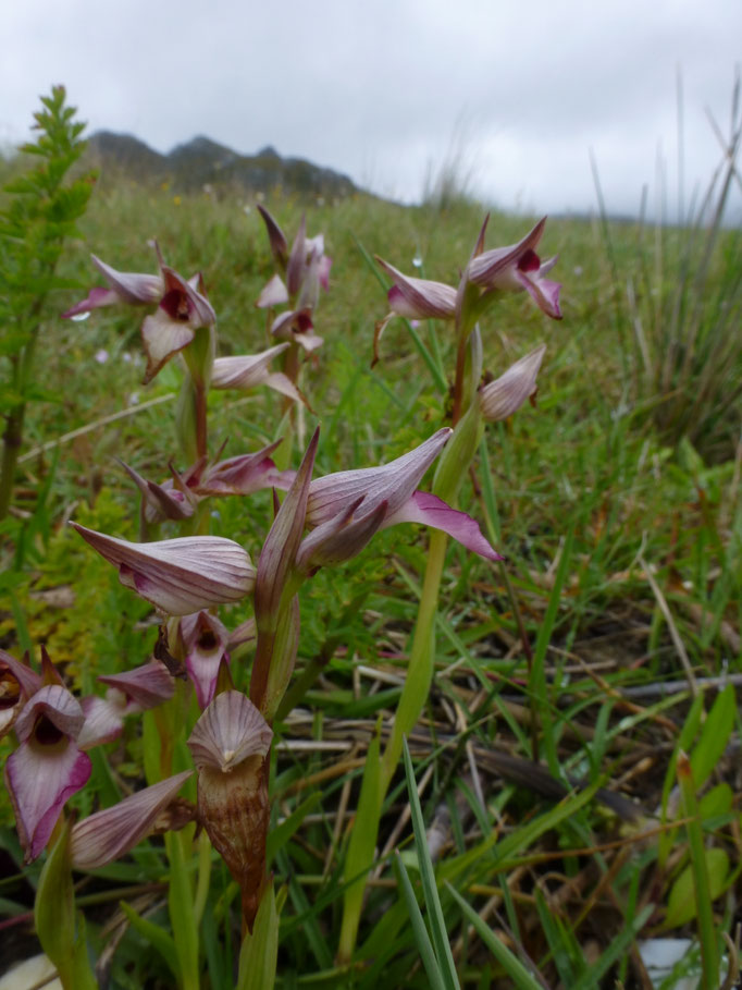 Serapias lingua - Tongorchis