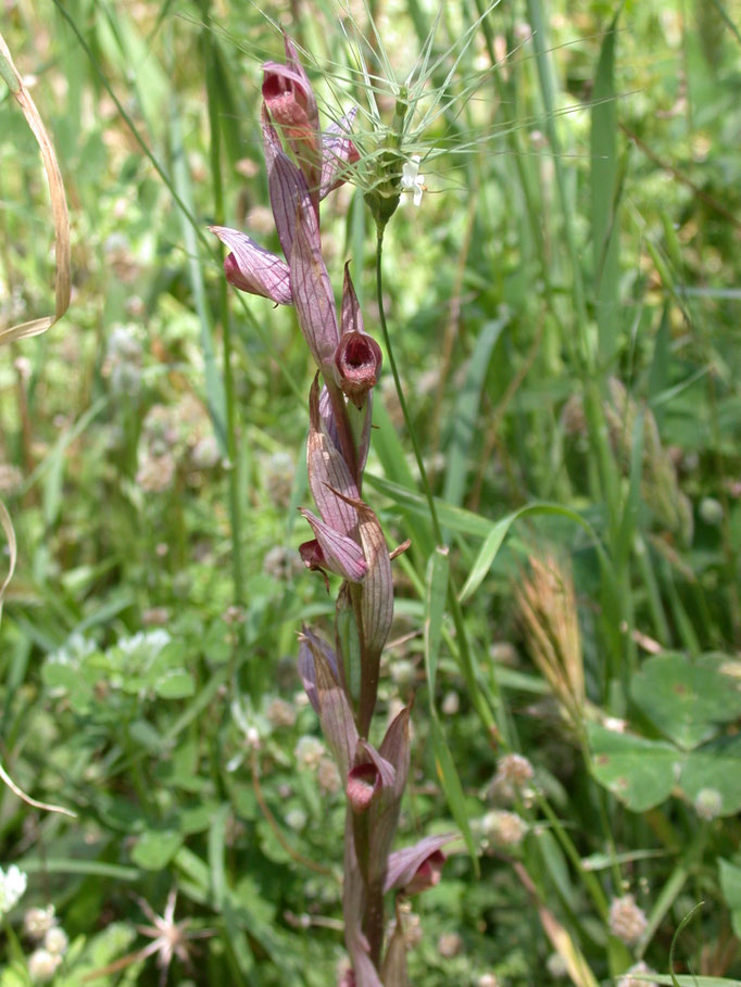 Serapias vomeracea - IJle of Lange tongorchis