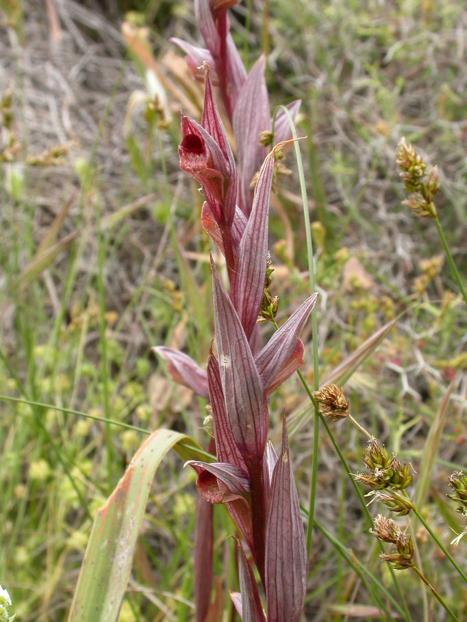 Serapias vomeracea - IJle of Lange tongorchis