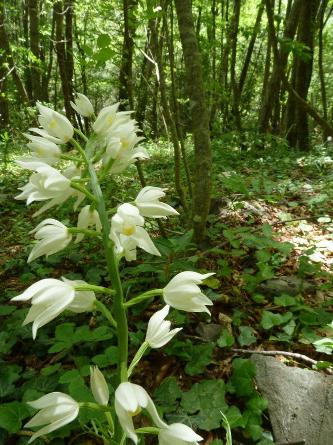 Cephalanthera longifolia - Wit bosvogeltje