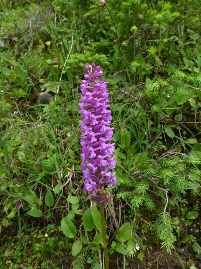 Gymnadenia conopsea - Grote muggenorchis